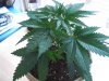 June Grow Northern Lights(2).JPG