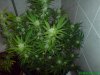 DSC00004.jpg