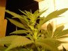 marijuana 011 (4) - Copy.jpg