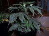 100_3623.jpg