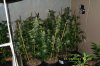 multi-organic grow (afghan kush, blue cheese, NLx Big Bud, NLx SK, Pure Power) day 38 of floweri.jpg