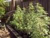 garden 2010 003.jpg