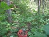 july 10th 026.jpg