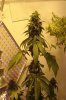 gotta be indica girl from bagseed 1.jpg