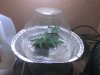 clones 1 7-16.jpg