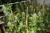 Multistrain organic grow 7 weeks into flowering2.jpg