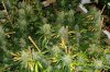 Multistrain organic grow 7 weeks into flowering.jpg