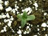 ak47-seedling3.jpg