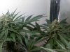 Two main colas of topped TW.jpg