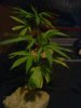 DSC00066.jpg