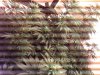 IMG_1417.jpg