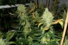 organic multi Indica strains wk#8.b.jpg