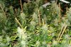 organic multi Indica strains wk#8.jpg