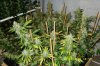 organic multi Indica strains wk#8.c.jpg