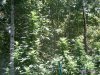 PICT0090.jpg