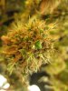 weedoozie day 90 seed.jpg