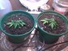 clones day 11.jpg