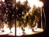 IMG00067-20100717-1321.jpg