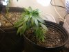 week 1 flowering (14).jpg