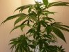 week 1 flowering (13).jpg