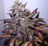 godzilla grape#5.jpg