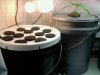 Day36 new aeroponic cloner WW mother in background.jpg