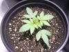 cataract kush week 2-1.jpg