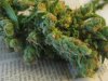 MK-Ultra bud .jpg