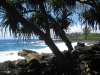 Near my home in Puna.jpg