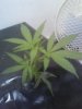 clones 6 days in N.F.T 011.jpg