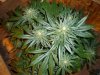 6 weeks flower 004.jpg