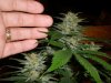 6 weeks flower 011.jpg