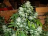 6 weeks flower 012.jpg