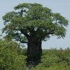 Baobab-tree.jpg