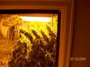 og kush white widow.jpg