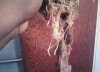 roots bad.jpg