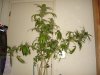 DSC08284.jpg
