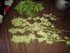 DSC08287.jpg