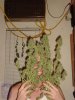 DSC08295.jpg