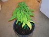 BigPlant.jpg