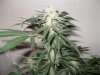 (1)HK flower day 39.jpg