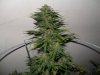 (1)SS flower day 39.jpg