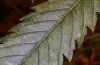 image1-leaf-rust.jpg