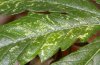 image2-leaf-eaten.jpg