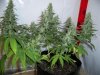 grow 123477 001.jpg