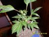 SDC11442.JPG
