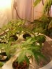 New clones 8_12_10.jpg