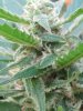 outdoor grow,young, frosty MK-Ultra.jpg