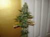 NL2 Harvest (2).jpg