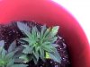 Snapshot_20100814_2.jpg